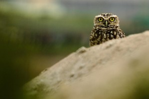 Peru Lima – Pantanos de Villa Wildlife Refuge nature tour 4h00