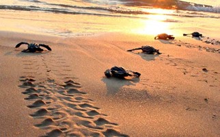 Mexico Puerto Escondido – Baby turtle release 2h00