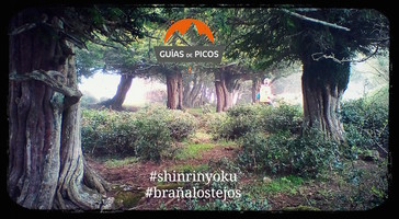 Espagne Picos de Europa – Shinrin-Yoku, route des ifs millénaires 8h00