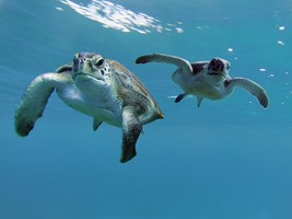 Spain Tenerife Los Cristianos – Try scuba diving 20 min