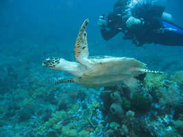 Indonesia Bali – SSI Advanced Open Water course
