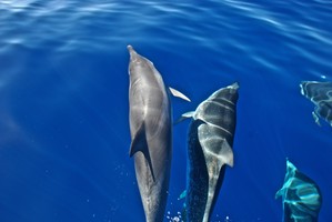 Madère – Observation des baleines et des dauphins 2h00