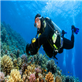 Plongeur observant les coraux au large de Gran Canaria – Clicktodo.com | غواص يشاهد الشعاب المرجانية في جزر الكناري – Clickto