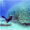 Plongée libre parmi les poissons tropicaux – Clicktodo.com à Gran Canaria | الغوص وسط الأسماك الملونة في جزر الكناري مع Click