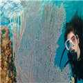 Entrenamiento de buceo en piscina en Gran Canaria | Allenamento in piscina durante il corso sub – Clicktodo.com